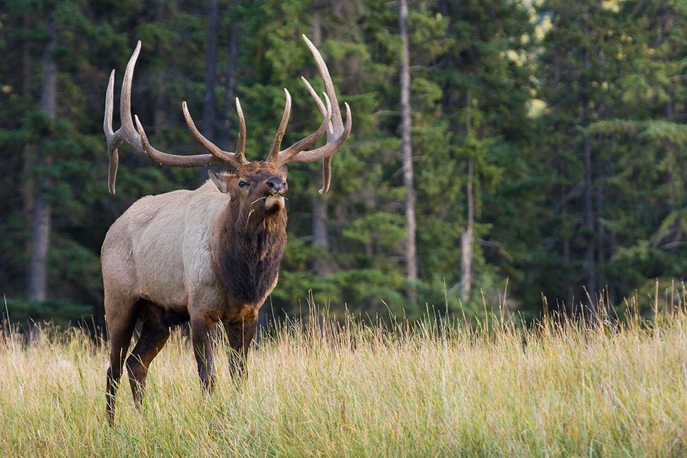 Bull Elk making faces